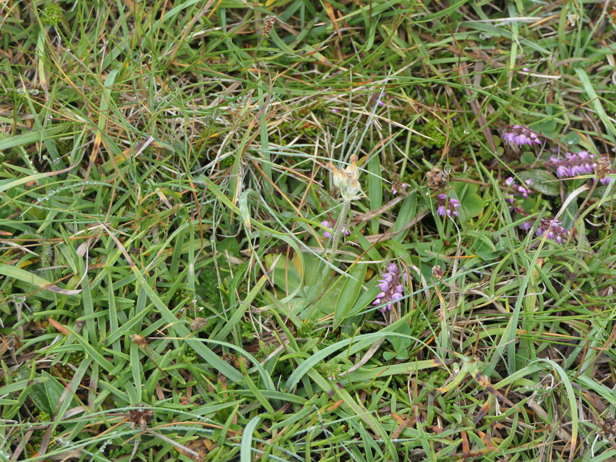 Image of Scottish primrose