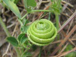 Image of snail medick