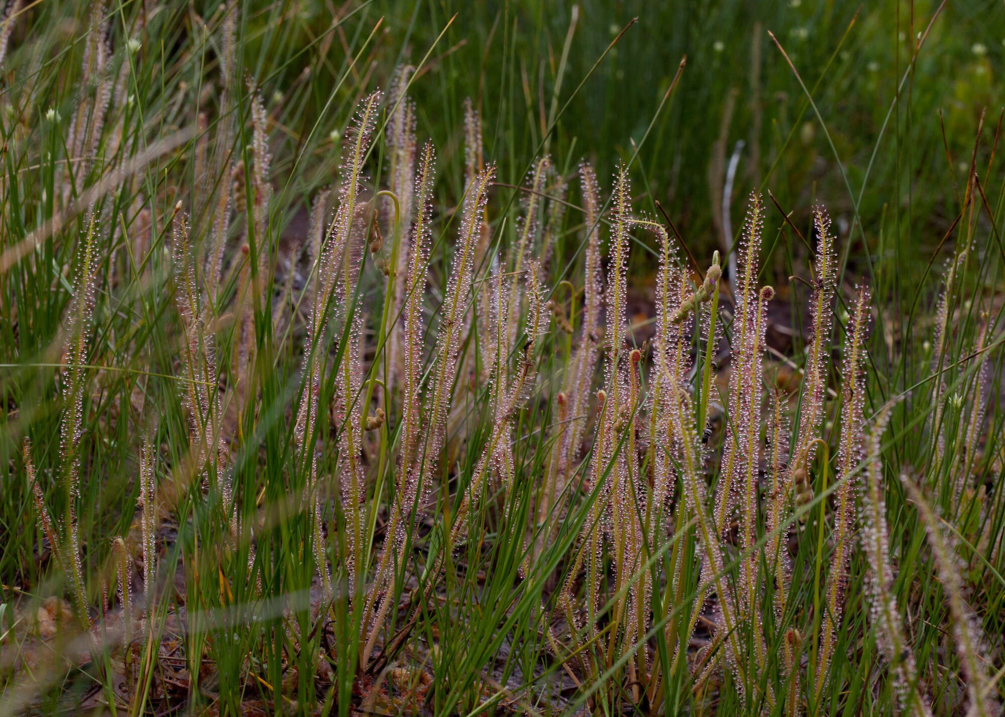 Image de Drosera filiformis var. filiformis