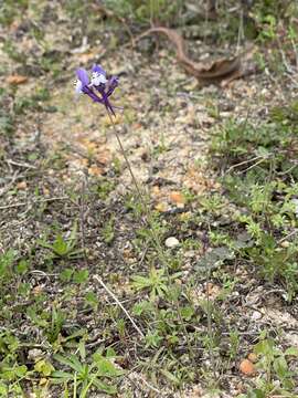 Image of Linaria algarviana Chav.