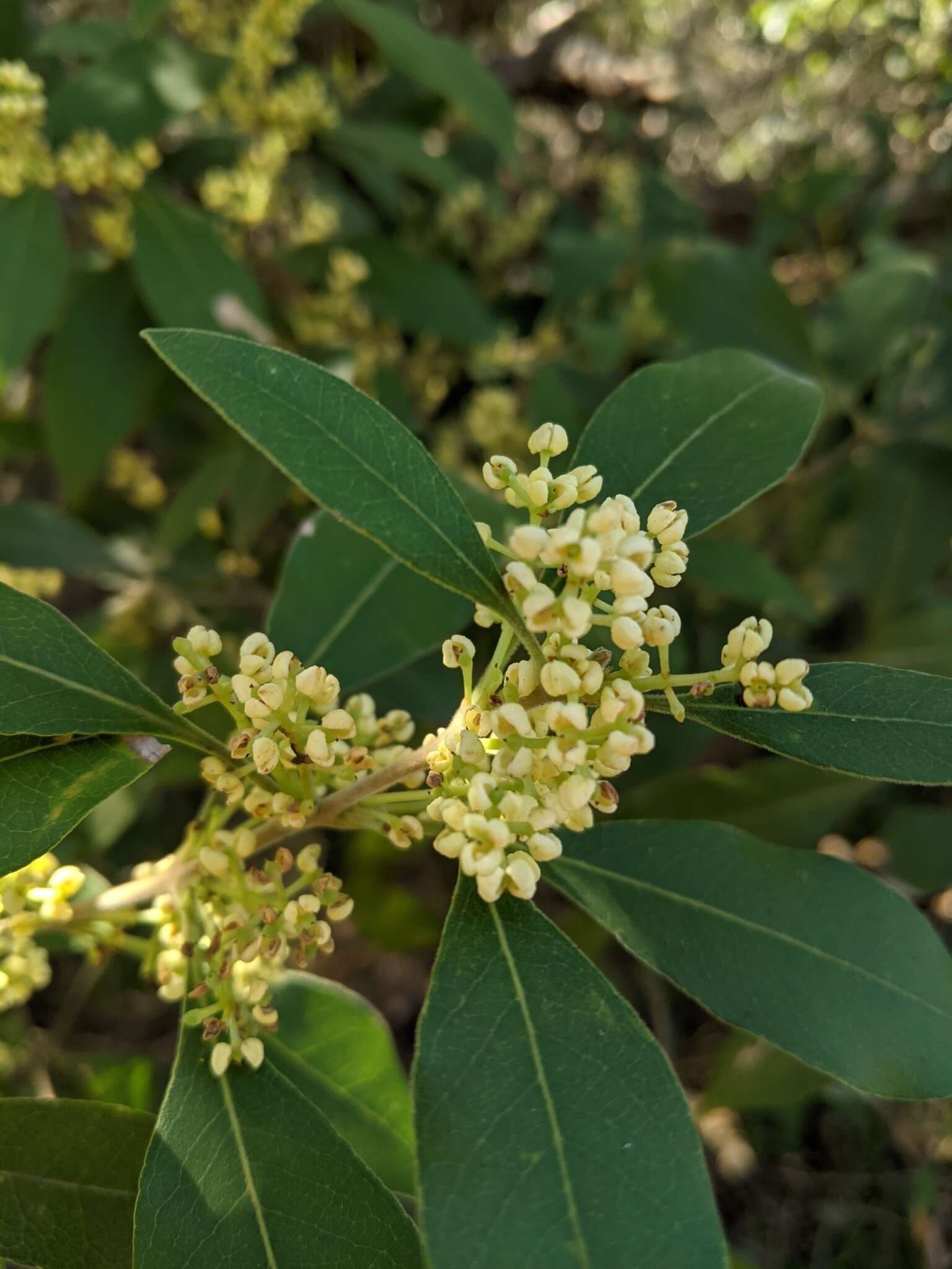 Image de Notelaea longifolia Vent.