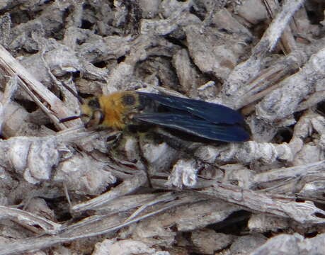 Campsomeriella caelebs (Sichel 1864) resmi