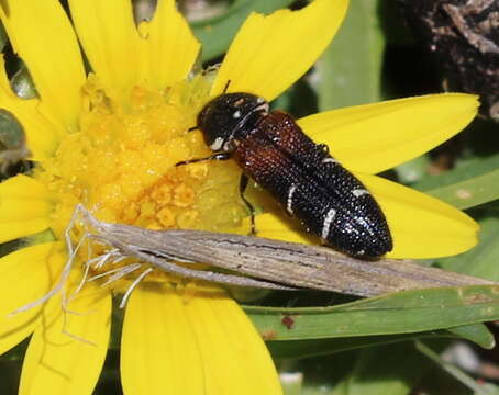 Imagem de Acmaeodera trifasciata (Thunberg 1789)