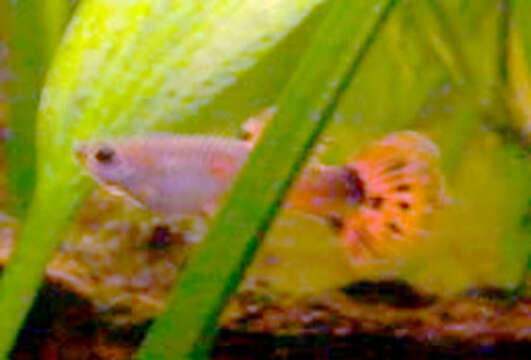 Image of guppy