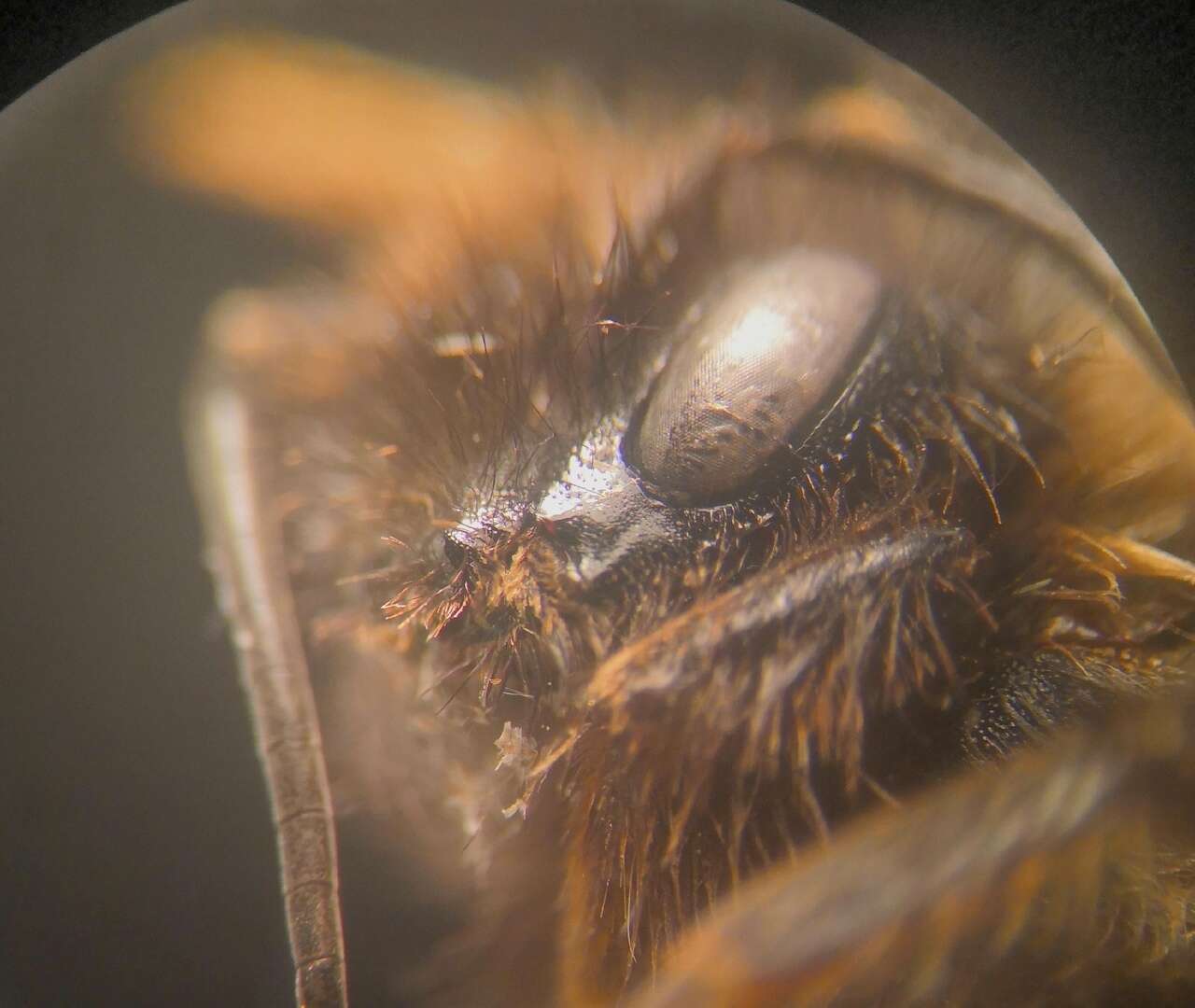 Image of Bombus barbutellus (Kirby 1802)