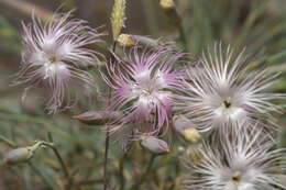 Image of hairy carnation