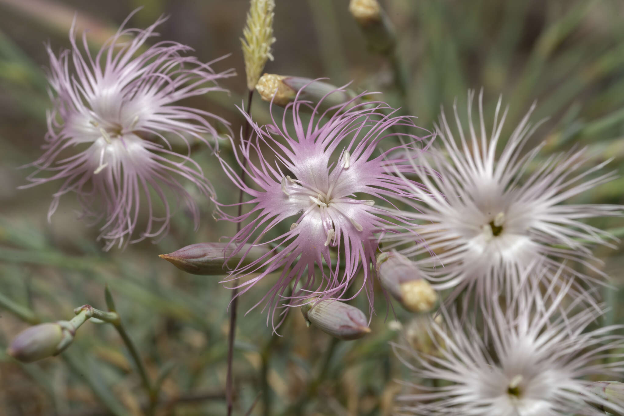 Image of hairy carnation