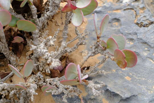 Image of Roepera cordifolia (L. fil.) Beier & Thulin