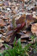 Image of Orostachys maximowiczii V. V. Byalt