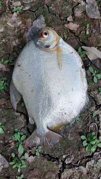 Image of Silver Dollar fish