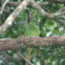 Image of Echo Parakeet