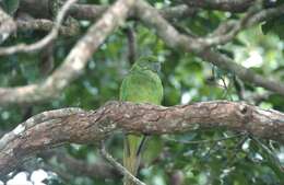 Image of Echo Parakeet