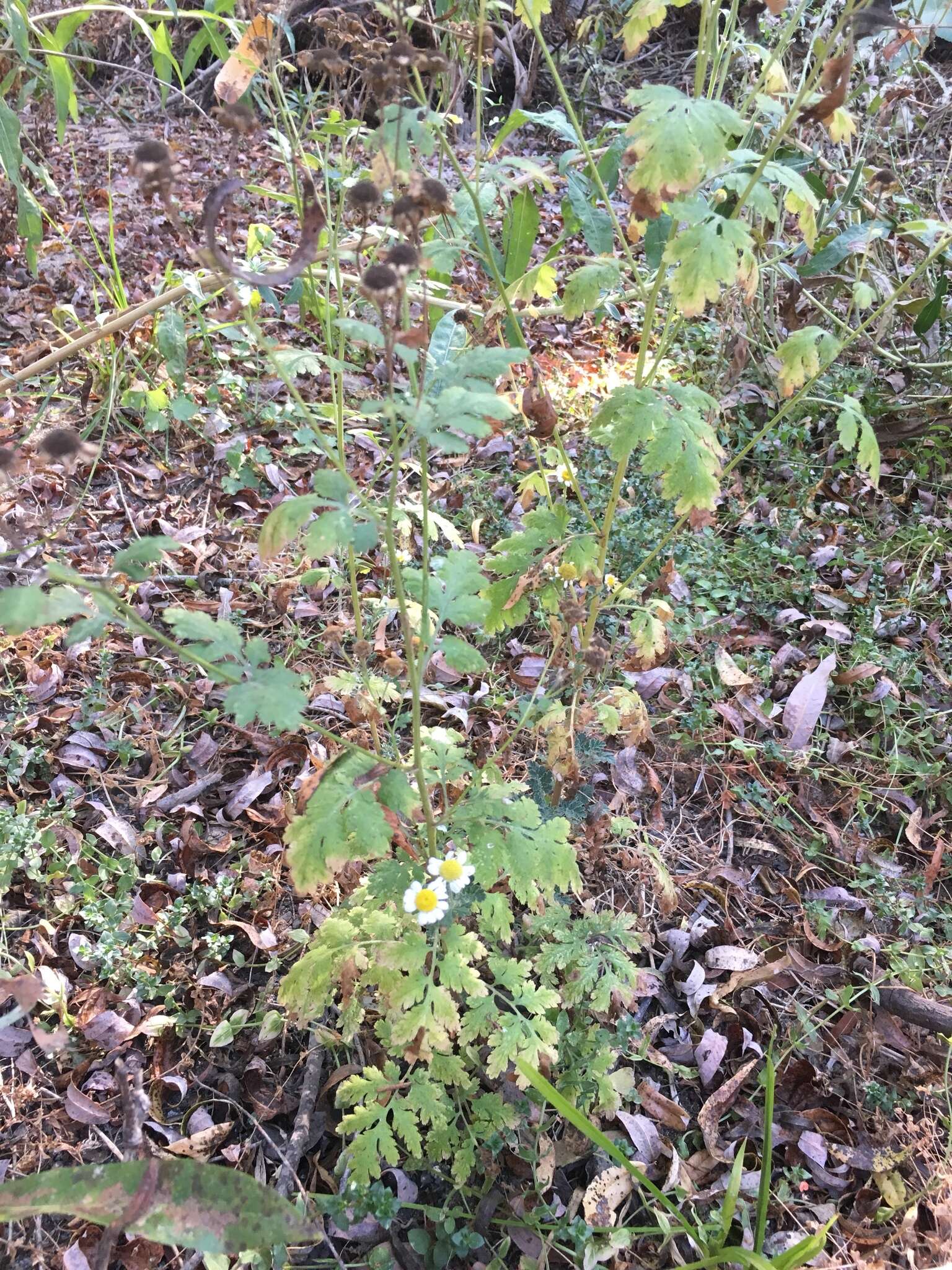 Image of feverfew