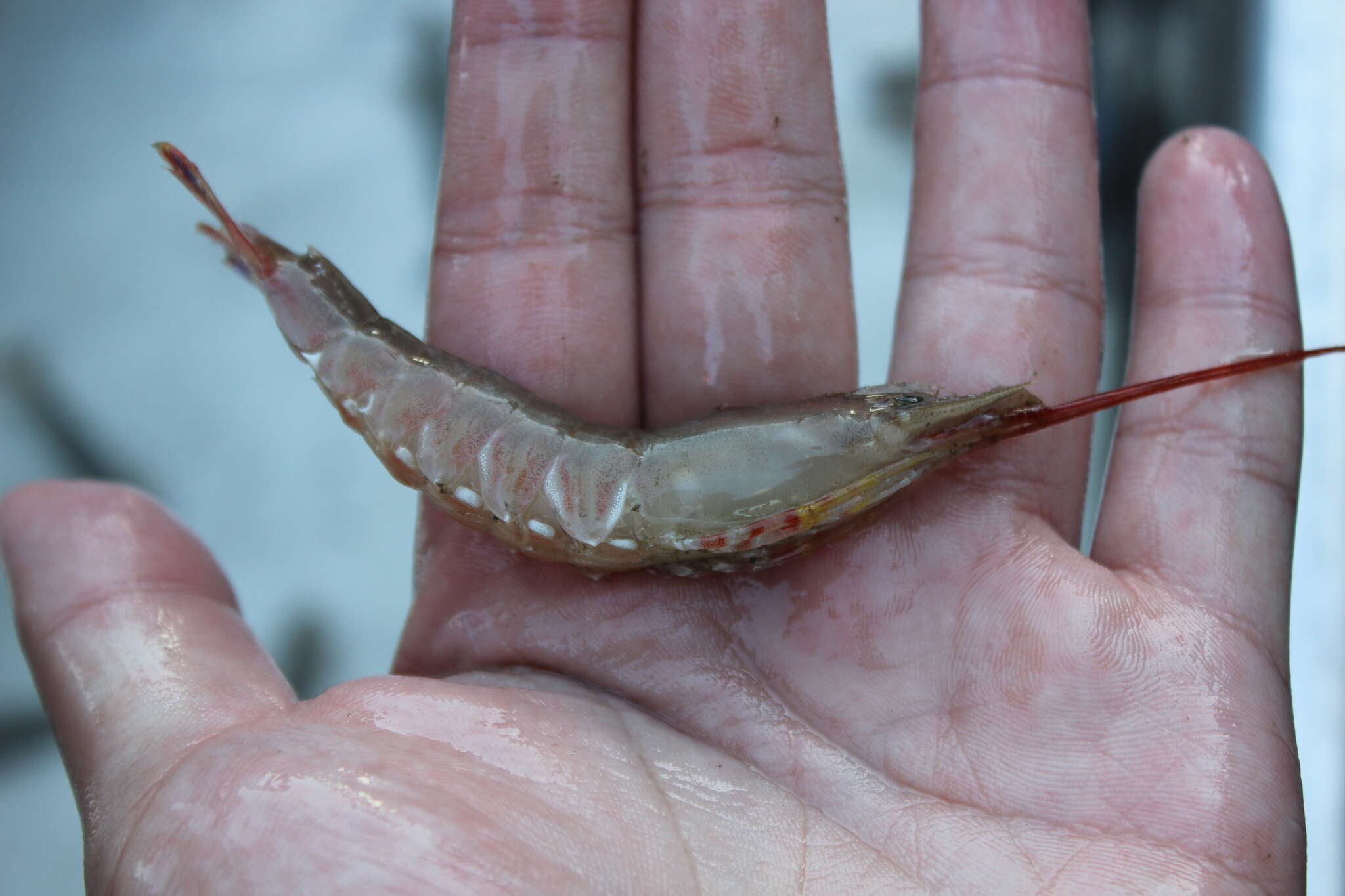 Image of ridgeback rock shrimp