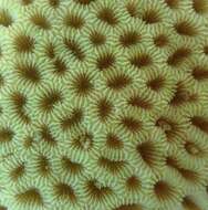 Image of tombstone coral