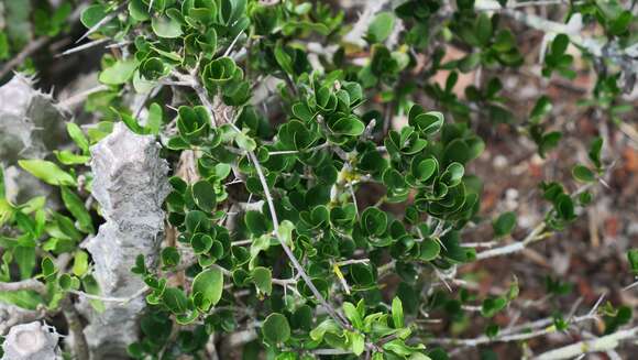 Image of Dovyalis rotundifolia (Thunb.) Harv.