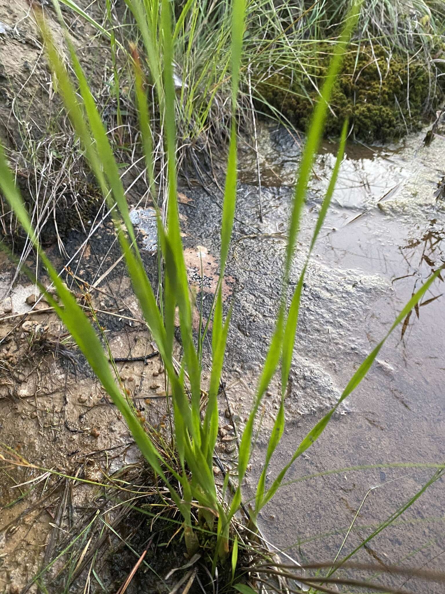 Image of Twisted yellow-eyed grass