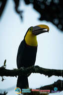 Image of Choco Toucan