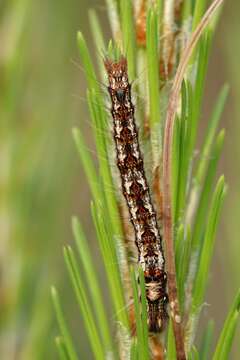 Imagem de Dendrolimus punctata Walker 1855