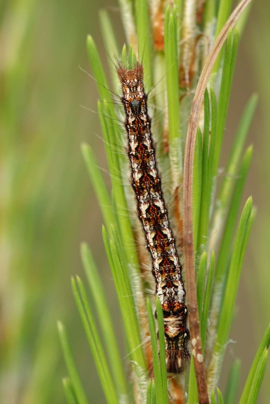 Image of Dendrolimus punctata Walker 1855