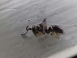 Hylaeus modestus Say 1837 resmi