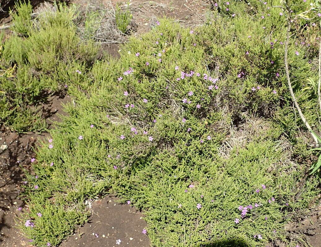 Image of Jamesbrittenia tenuifolia (Bernh.) O. M. Hilliard