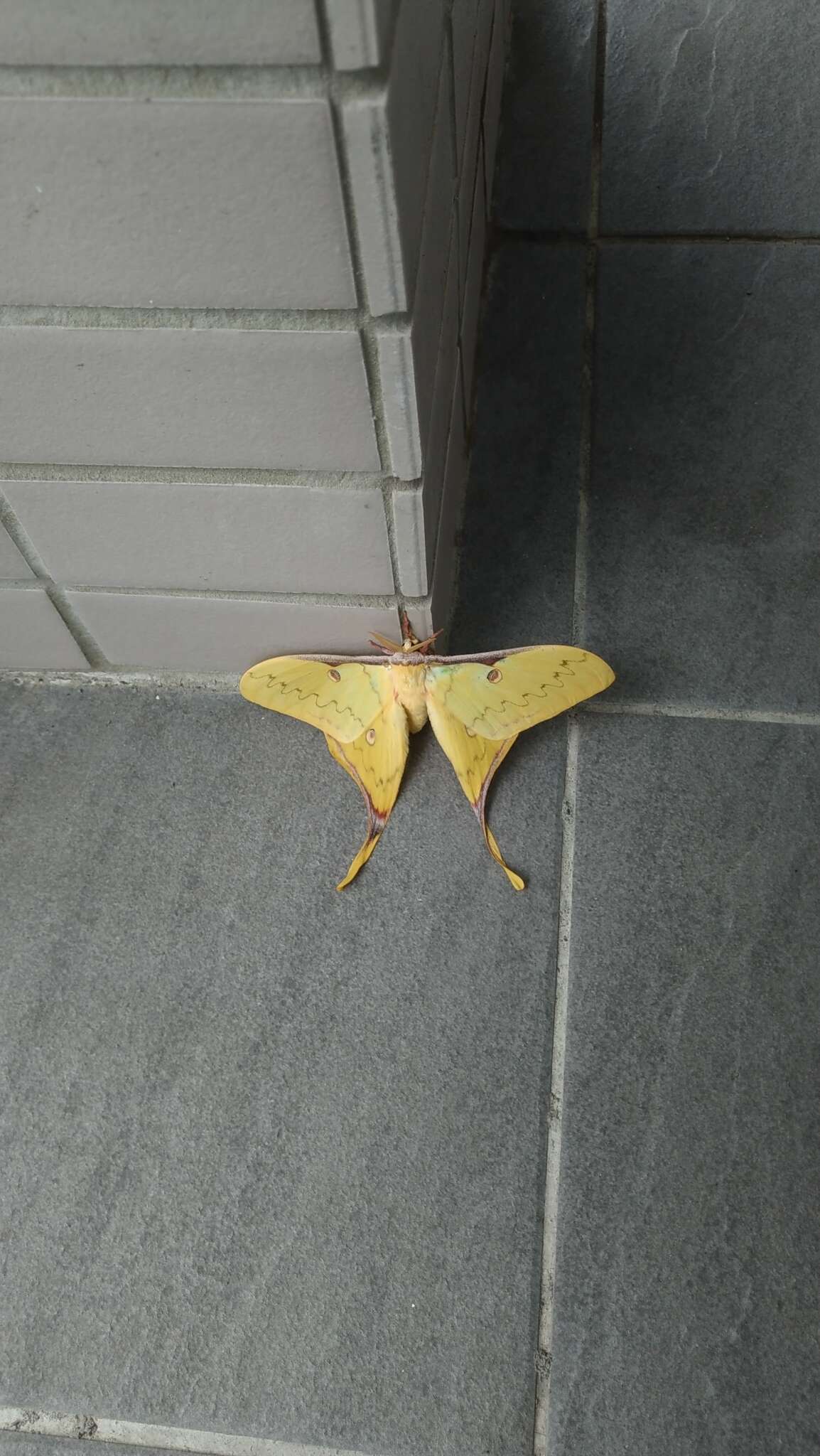 Imagem de Actias sinensis subaurea Kishida 1993