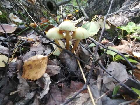 Imagem de Pholiota alnicola (Fr.) Singer 1951