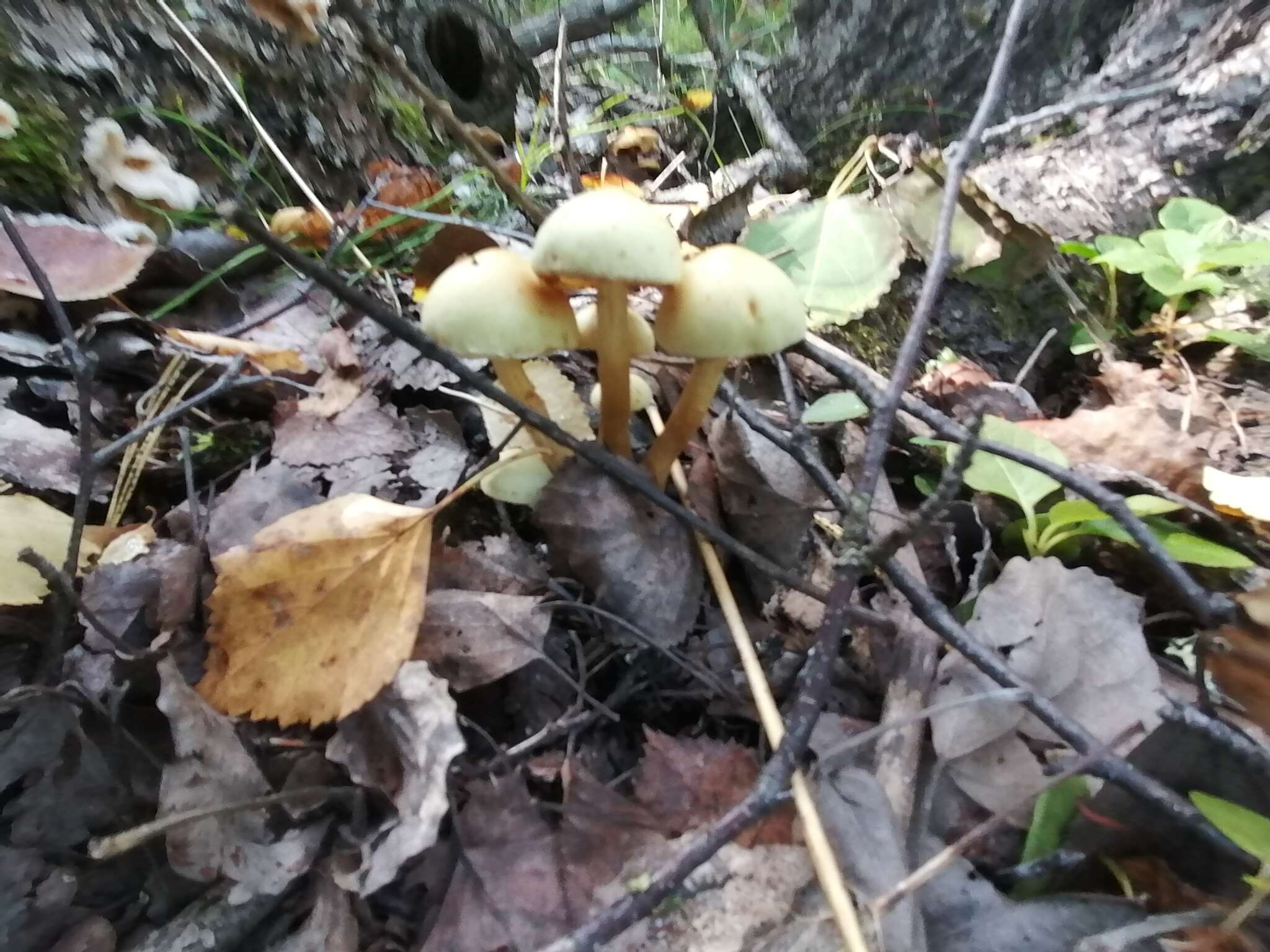 Image of Pholiota alnicola (Fr.) Singer 1951