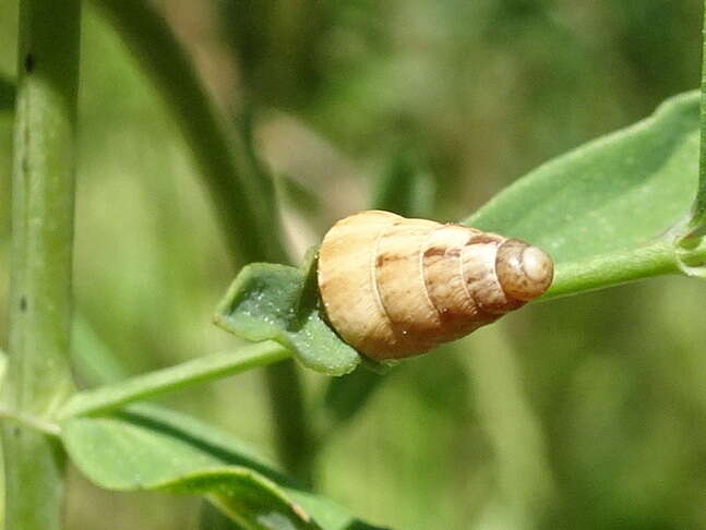 Image of Pointed snail