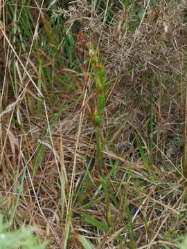 Image of Horned orchid