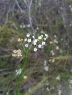 Imagem de Platysace linearifolia (Cav.) C. Norman