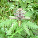Imagem de Pedicularis refracta (Maxim.) Maxim.