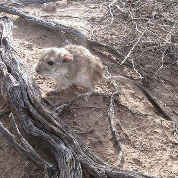Image of plains viscacha rat
