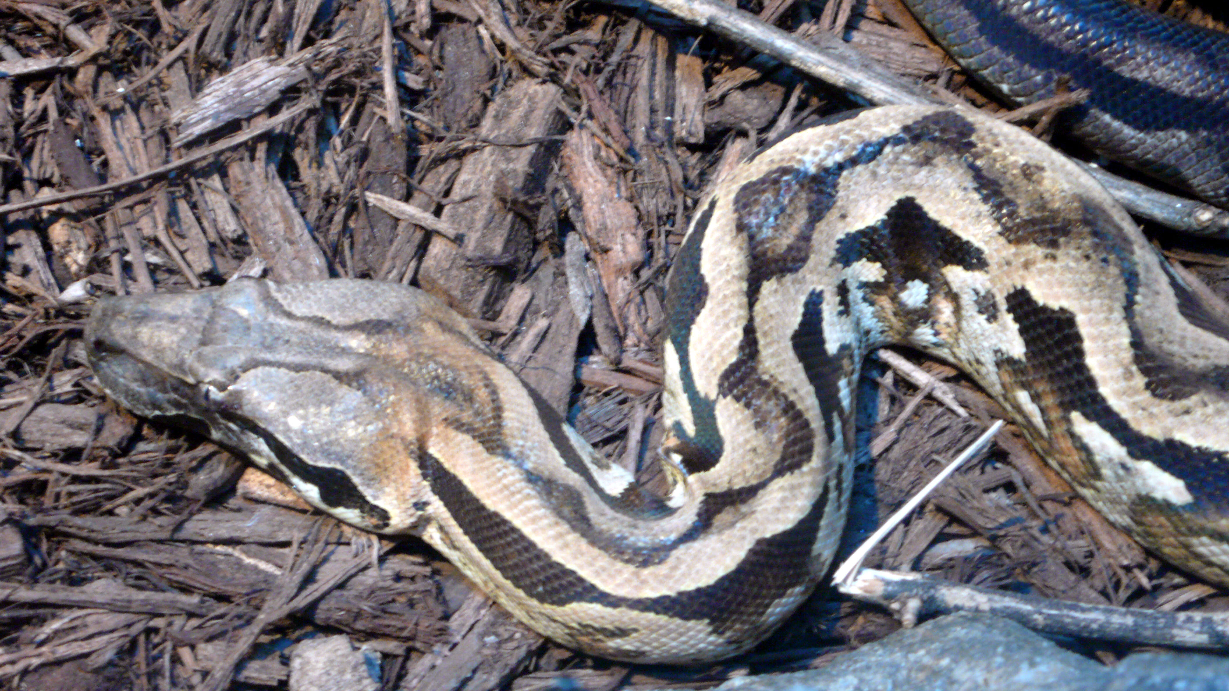 Слика од Acrantophis madagascariensis (Duméril & Bibron 1844)