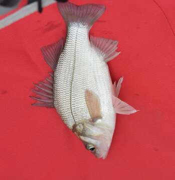 Image of White Perch