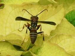 Image of Polistes dorsalis dorsalis