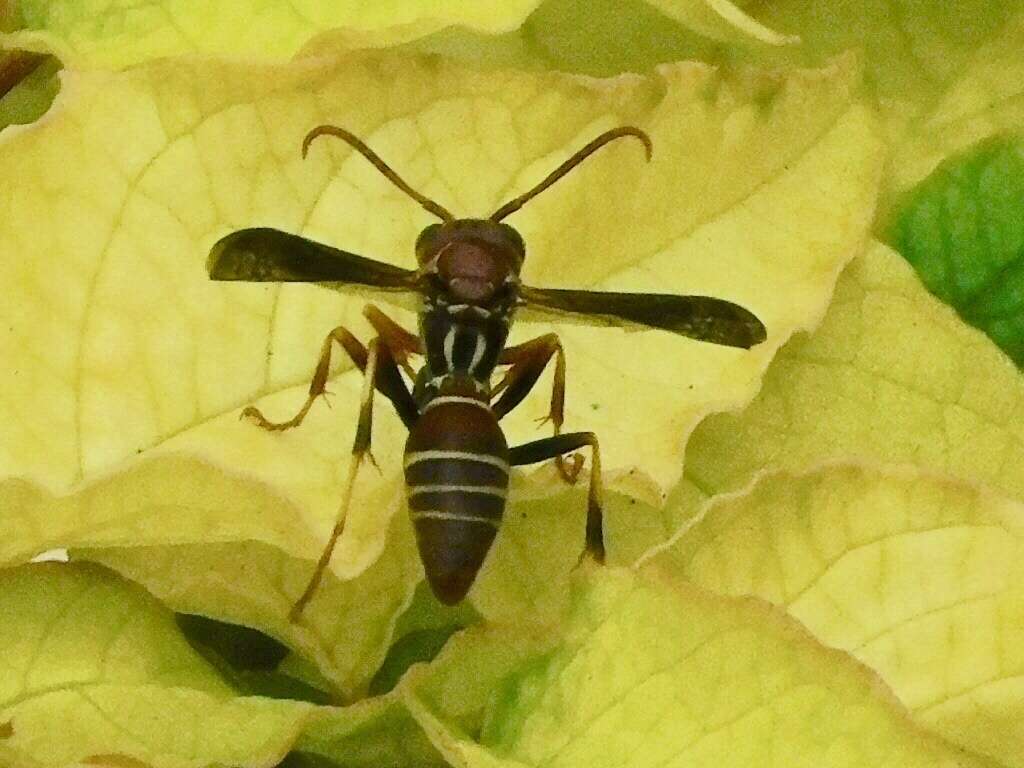 Image of Polistes dorsalis dorsalis