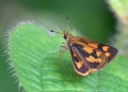 Image of Taractrocera archias Felder & Felder 1860