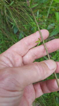 Image of Small-leaf glycine