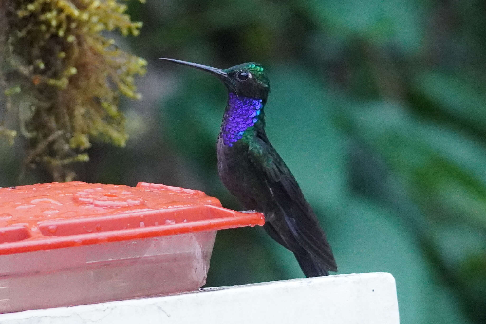 Image of Napo Sabrewing