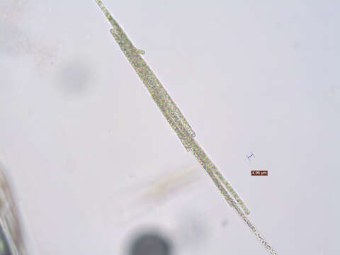 Image of Aphanizomenon flos-aquae