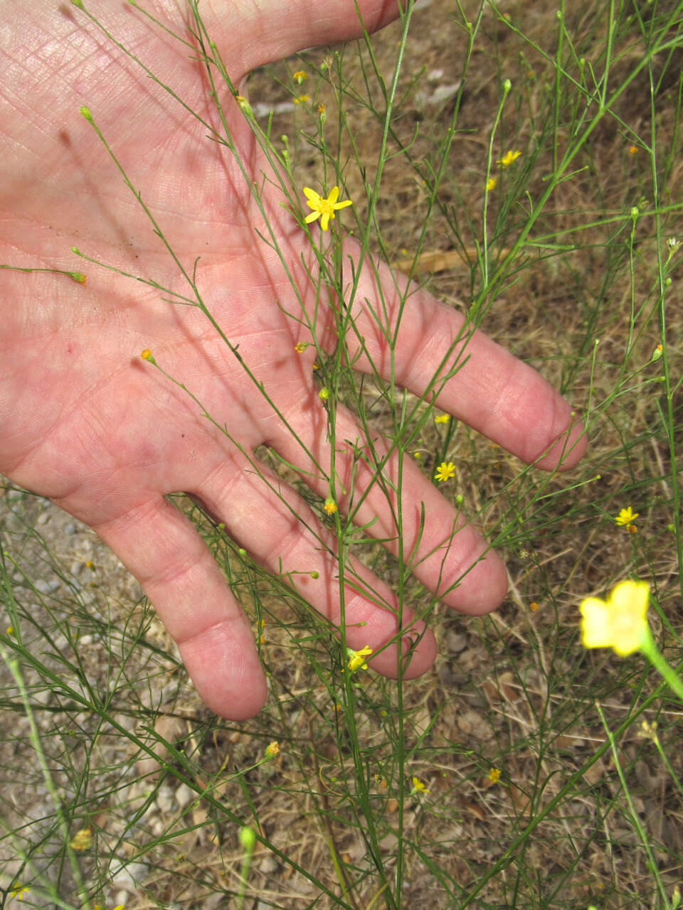 Image of broomweed