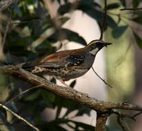 Image of Spotted Quail-thrush