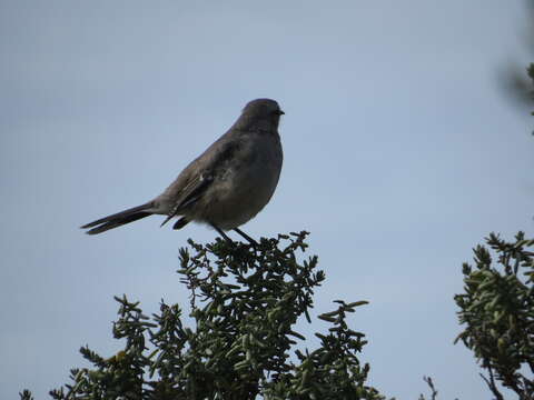 Image of Patagonian Mockingbird