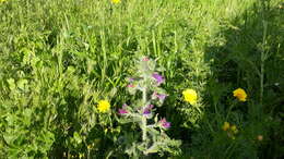 Image of Echium judaeum Lacaita