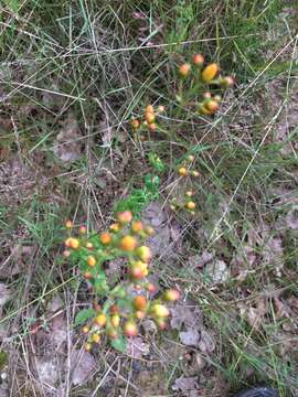 Image of slender St John's-wort