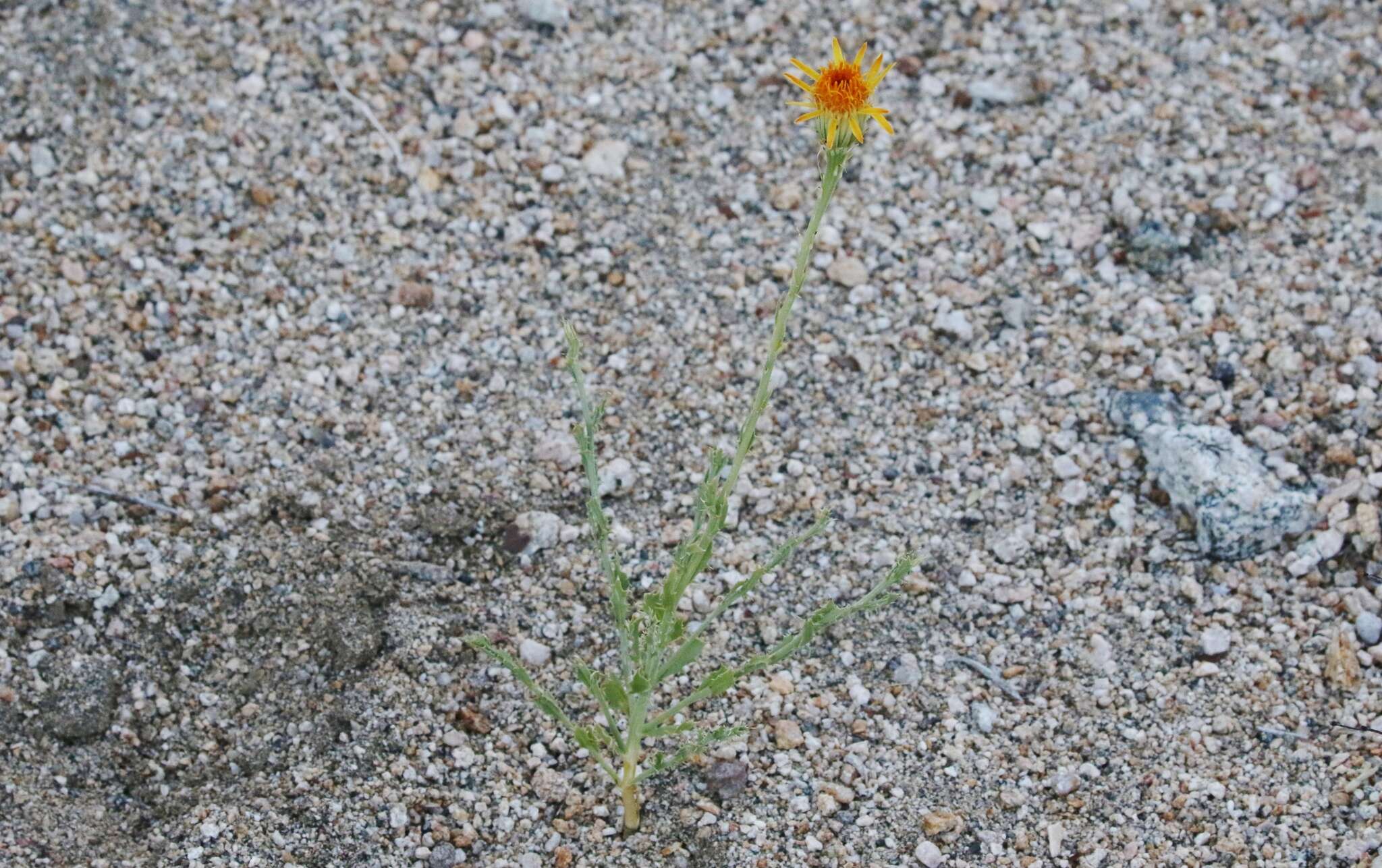 Image of Cooper's dogweed