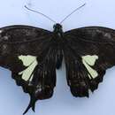 Papilio antonio Hewitson 1875 resmi