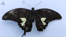 Image of Papilio antonio Hewitson 1875